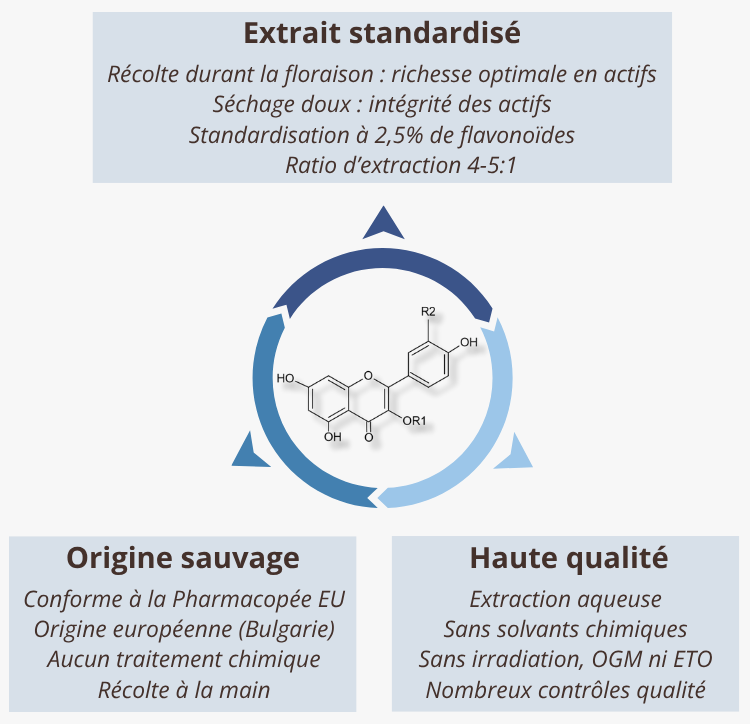 Aubépine (Crataegus monogyna / laevigata) : Un extrait standardisé d’une qualité exceptionnelle